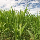 Una plantación experimental de sorgo papelero, cultivo bioenergético alternativo a los tradicionales