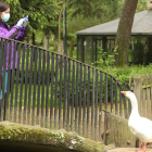 Una mujer fotografía a un pato en el parque del Plantío. L. DE LA MATA