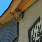 El nido de vespa velutina localizado en una vivienda de Friera (Sobrado). DL