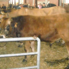 La exposición de ganado de razas puras resultó un éxito de participación.