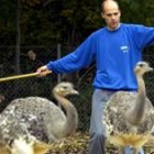 Un empleado del Zoo de Zurich mete dos ejemplares de ñandús de Darwin en un recinto cerrado