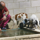 Instalaciones de la clínica de Ferral que recoge los perros abandonados en San Andrés.