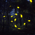 La intimidad de las luciérnagas al descubierto en el bosque Santa Clara. HILDA RÍOS