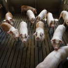 Cerdos en una explotación porcina de la provincia.