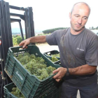 La uva de la variedad Chardonnay, la primera recogida en el Bierzo este año, comenzó a entrar ayer en la Bodega de Prada