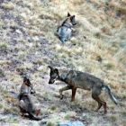Ejemplares de lobo en las montañas de Riaño. ANDONI CANELA