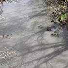 Estado en el que bajan las aguas en Robledo de Losada. DL