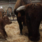 Una vaca con su cría en una imagen de archivo de una ganadería de Babia.