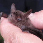 Un ejemplar de murciélago de oreja hendida o murciélago ratonero pardo encontrado en Posada.