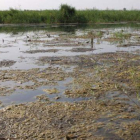 Imagen de la contaminación que sufre el parque nacional de Las Tablas de Daimiel.