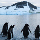 Pingüinos en la Antártida, en el 2017.