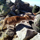 Gloria Suárez acaricia a una cabra montesa en uno de los riscos de Gredos. EFE
