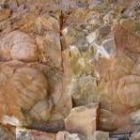Cefalones o cabezas de trilobites hallados en el yacimiento de Los Barrios de Luna