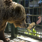 La osa 'Tola' recibe comida de un visitante en una imagen de 2010