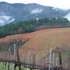 Aspecto de Las Lamas de Picón, donde la bodega posee viñedo ya consolidado y plantará más en una propiedad de 50 hectáreas.