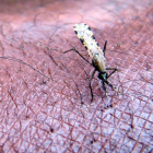 El mosquito ‘Anopheles gambiae’ transmite el parásito que causa la malaria.