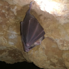 En Castilla y León anidan 26 especies de murciélagos de España. JCYL
