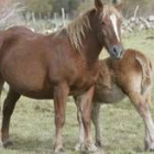 Ganado equino de Candemuela que pasta en el puerto de Pinos