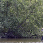 Pesca de trucha en un río leonés