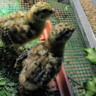 Pollos nacidos en el centro de Sobrescobio. DL