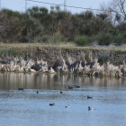 Laguna la ubicada junto a la depuradora de Santa María del Páramo, repleta de aves acuáticas. MEDINA