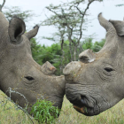 Las dos únicas hembras de rinoceronte blanco del norte en el mundo viven en el parque keniano Ol Pejeta.