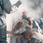 Trabajadores de una granja de Latrille recogen patos, el pasado enero, para proceder a sacrificarlos.