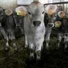 Los colectivos ganaderos aseguran que el engorde ilegal está prácticamente erradicado del sector