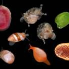 Varias de las especies de moluscos encontradas en el mar de Bohol