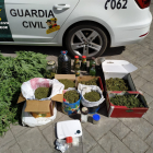 Imagen de la marihuana decomisada por la Guardia Civil. GUARDIA CIVIL