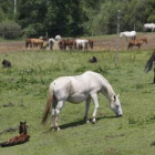 Una imagen de los caballos en el Censyra de Boñar, el pasado 31 de mayo.