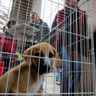 Un cachorro mira a la cámara, ayer en Lazúrtegui, a la espera de ser adoptado. ANA F. BARREDO