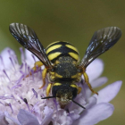 Las abejas silvestres han sufrido en Europa ya un retroceso del 9,2%