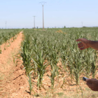 Un agricultor muestra su cosecha de maíz, prácticamente seca, en Valdefuentes del Páramo.
