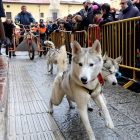 Unos perros tiran de un 'trineo urbano' en san Marcelo, donde recibieron la bendición de San Antón