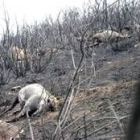 Caballos muertos en el incendio de Sabucedo