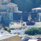 Fotografía de un halcón peregrino. EFE/ÁREA DE MEDIO AMBIENTE DEL AYUNTAMIENTO DE BURGOS