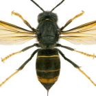 Una avispa asesina, también conocida como vespa velutina y avispa asiática.