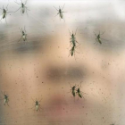 Mosquitos transmisores del virus zika, en el laboratorio de una institución biomédica universitaria de Sao Paulo, en Brasil.