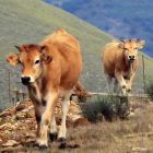 Las reses que comparten pastos con fauna silvestre son las más expuestas a los positivos por tuberculosis.