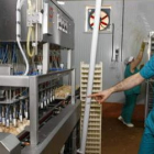 La máquina vacunadora puede tratar hasta 40.000 huevos por hora