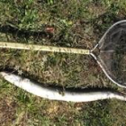Esta anguila, pescada en el Esla, midió 92 centímetros y pesó 1,6 kilos