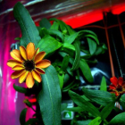 Flor del género zinnia crianda en el sistema de cultivo de plantas a bordo de la Estación Espacial Internacional (EEI).