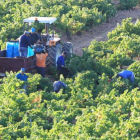 Cacabelos y Cabañas Raras suman 1.800 hectáreas de viñedos y 1.300 socios.