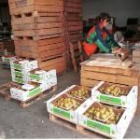 Los agricultores auguran pérdidas millonarias en la recogida de las frutas de pepita del Bierzo