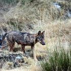 Foto de archivo de un lobo en su hábitat.
