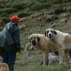 En Castilla y León hay un histórico enfrentamiento entre la ganadería y el lobo. DL