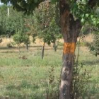 La imagen muestra árboles marcados en Quintana del Castillo al estar afectados por la plaga
