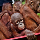 Crías de orangután, en un centro de conservación de Indonesia. El simio se halla en peligro de extinción en dos islas del país.