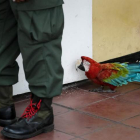 Imagen de un loro detrás de uno de los policías del chavismo que han ‘controlado’ las elecciones en Venezuela. MIGUEL GUTIÉRREZ
